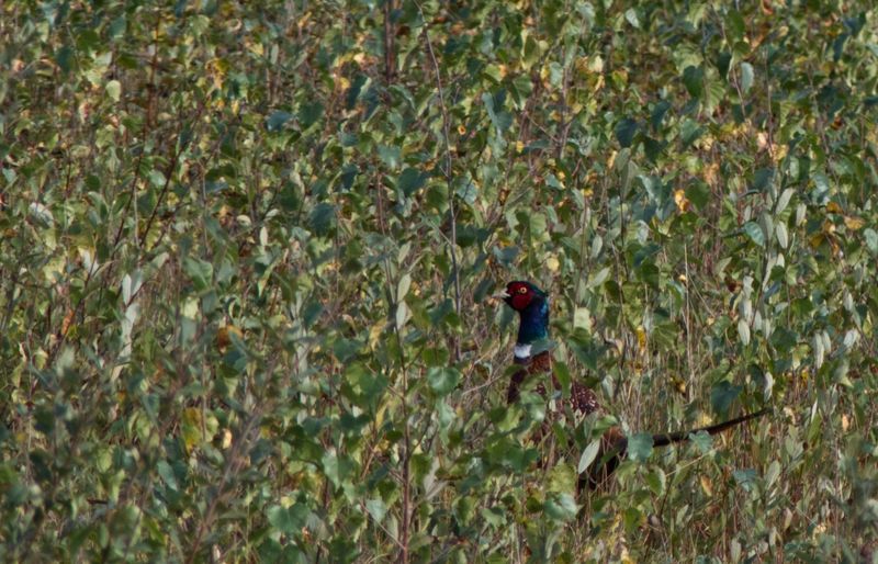Een roodzwarte fazantenkop steekt uit boven groene bladeren.