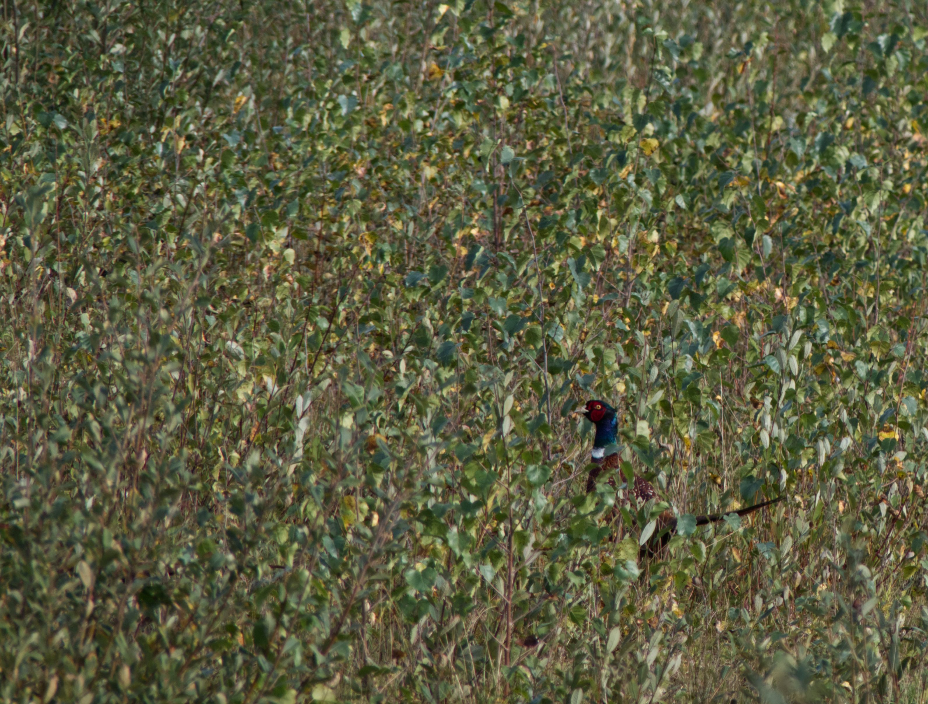 Een roodzwarte fazantenkop steekt uit boven groene bladeren.