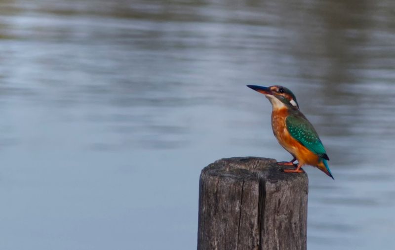 Een feloranje-blauwe ijsvogel op een paal in een meer.
