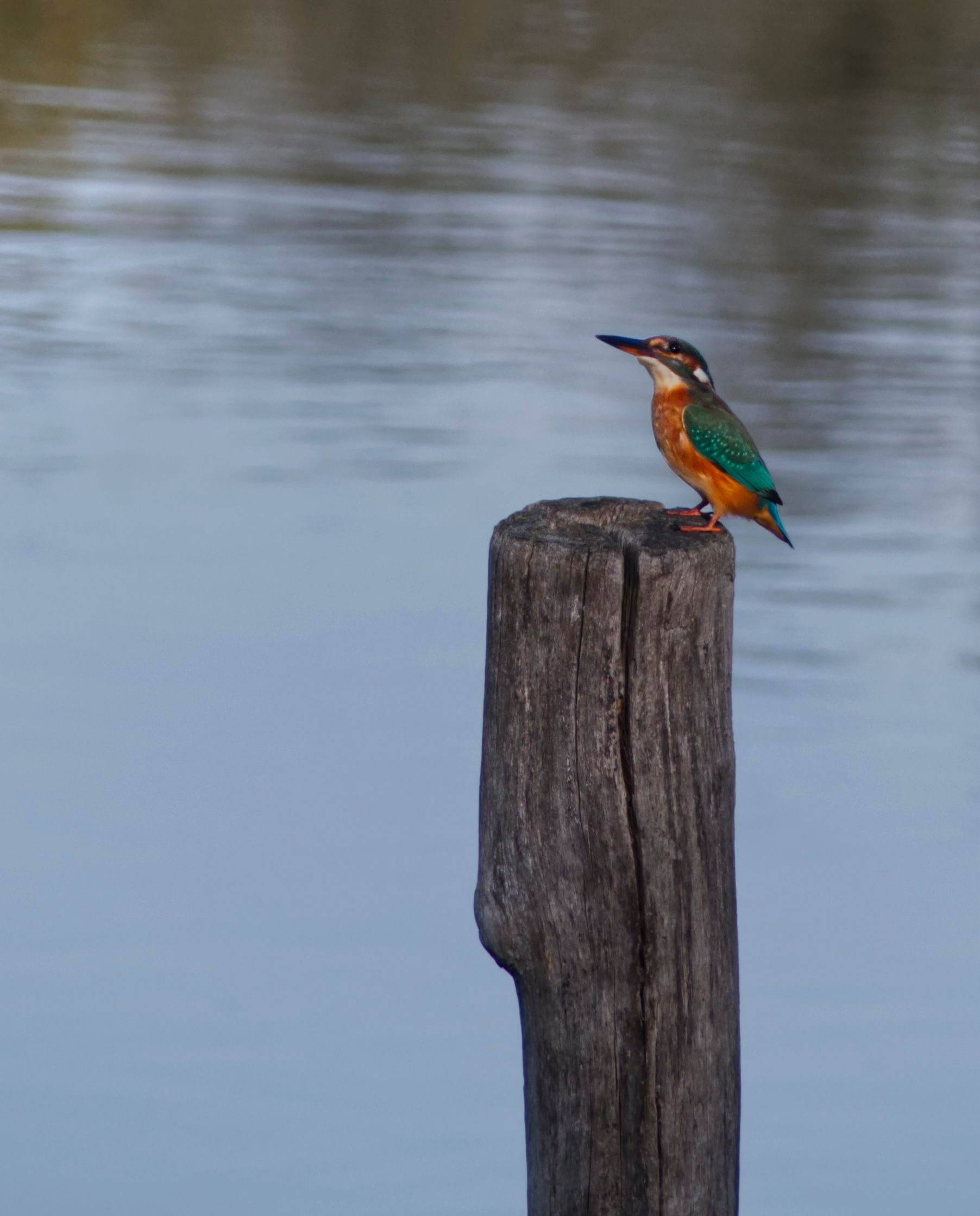 Een feloranje-blauwe ijsvogel op een paal in een meer.