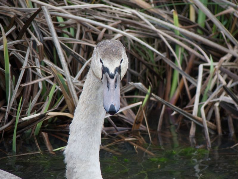 De prachtige kop van een witte zwaan, van voren gefotografeerd.